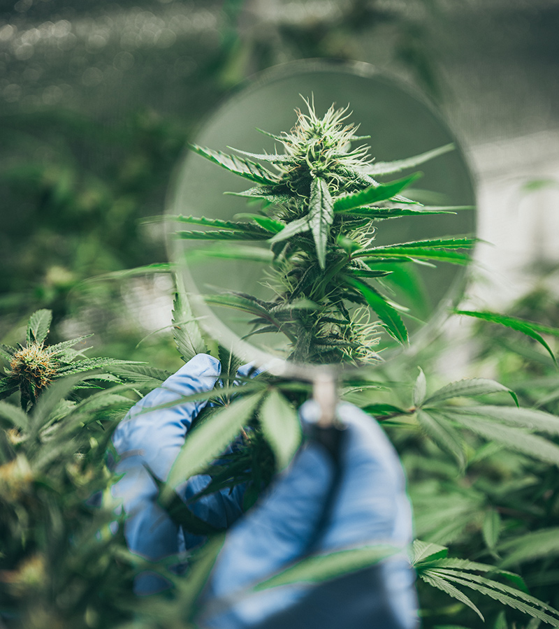A gloved hand holds a magnifying glass over a cannabis plant, focusing on the details of the bud and leaves in a cultivation setting—perfect inspiration for any mobile smoke shop in Winter Haven, Florida.